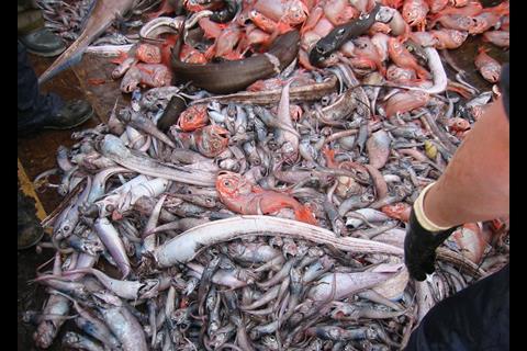 Orange roughy catch: Credit: Stephen McGowan, Australian Maritime College, 2006/Marine Photobank